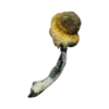 A+ Magic Mushrooms - Shrooms World