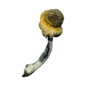 A+ Magic Mushrooms - Shrooms World