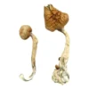 African Transkei Magic Mushrooms, Buy African Transkei Magic Mushrooms