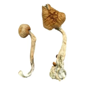 African Transkei Magic Mushrooms, Buy African Transkei Magic Mushrooms