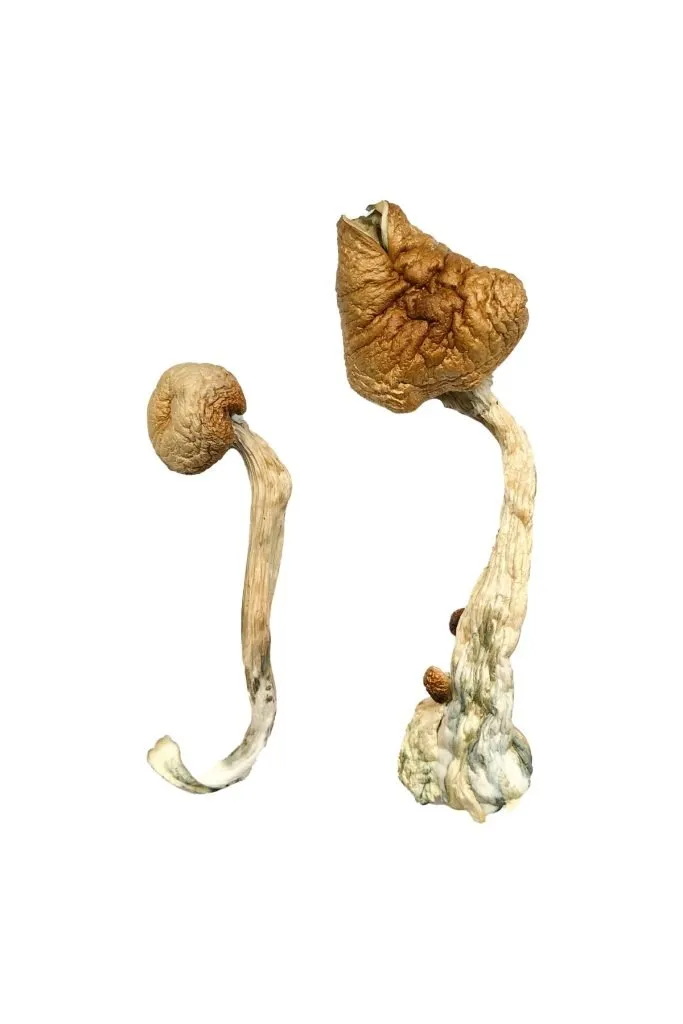 African Transkei Magic Mushrooms, Buy African Transkei Magic Mushrooms African Transkei Magic Mushrooms, Buy African Transkei Magic Mushrooms