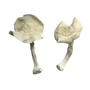 Albino Louisiana Magic Mushrooms - Shrooms World