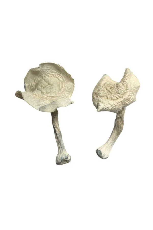 Albino Louisiana Magic Mushrooms - Shrooms World Albino Louisiana Magic Mushrooms - Shrooms World