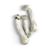 Albino Penis Envy, Buy Mushroom For Sale In Stock Online
