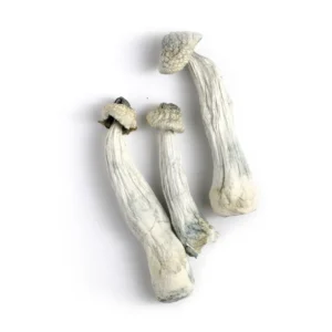 Albino Penis Envy, Buy Mushroom For Sale In Stock Online