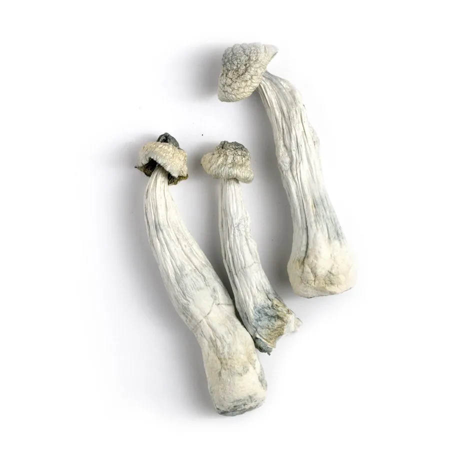 Albino Penis Envy, Buy Mushroom For Sale In Stock Online Albino Penis Envy, Buy Mushroom For Sale In Stock Online
