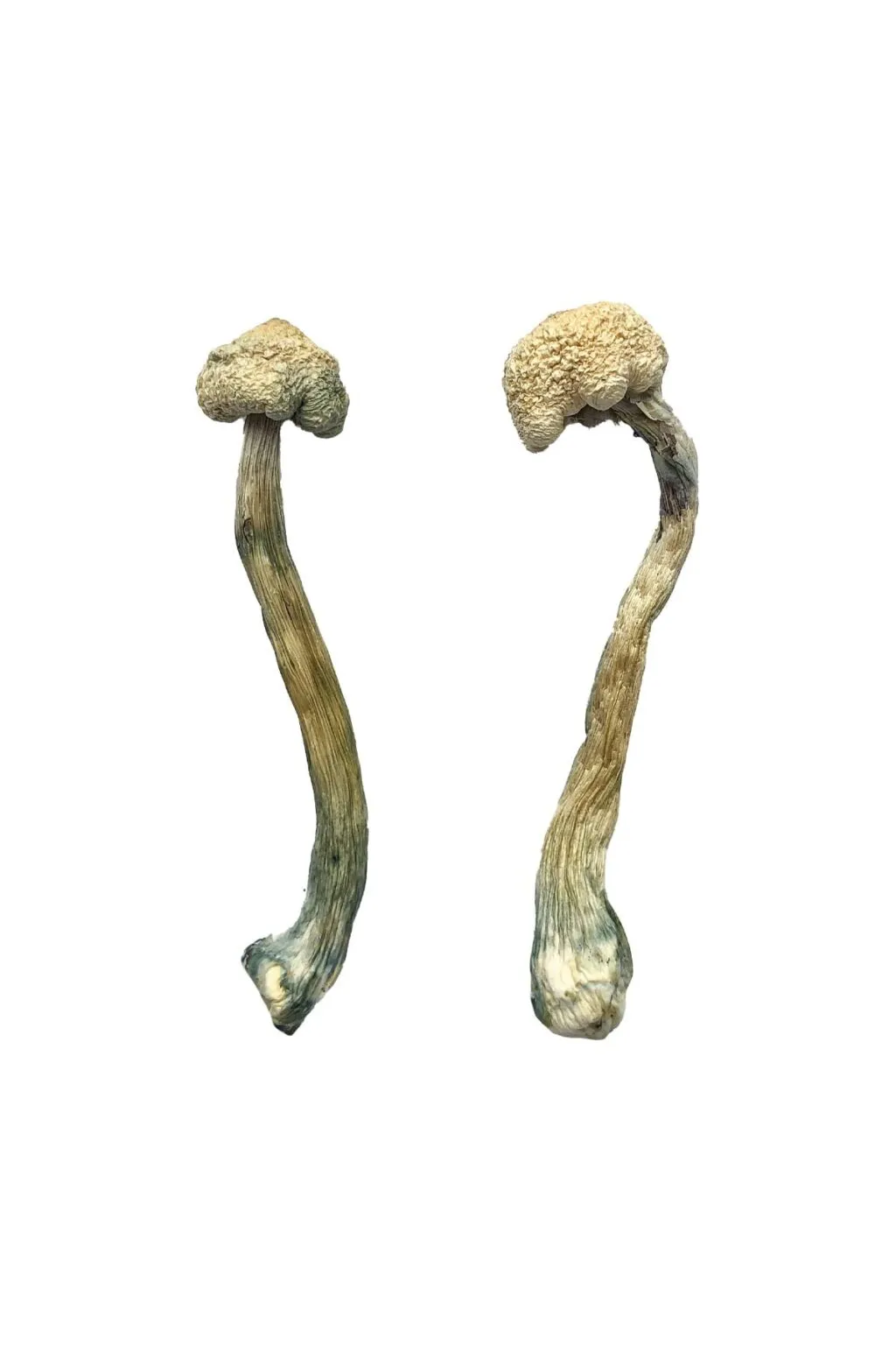 Albino Treasure Coast Magic Mushrooms - Shrooms World Albino Treasure Coast Magic Mushrooms - Shrooms World
