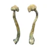 Albino Treasure Coast Magic Mushrooms - Shrooms World