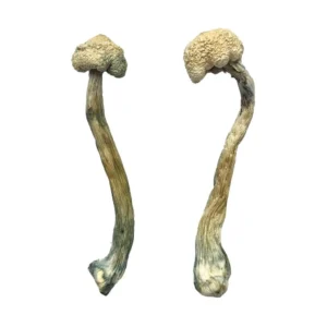 Albino Treasure Coast Magic Mushrooms - Shrooms World