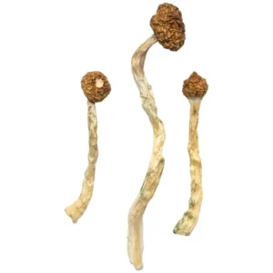 Arenal Volcano Magic Mushrooms - Shrooms World