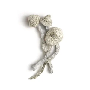 Avery’s Albino Magic Mushrooms - Shrooms World