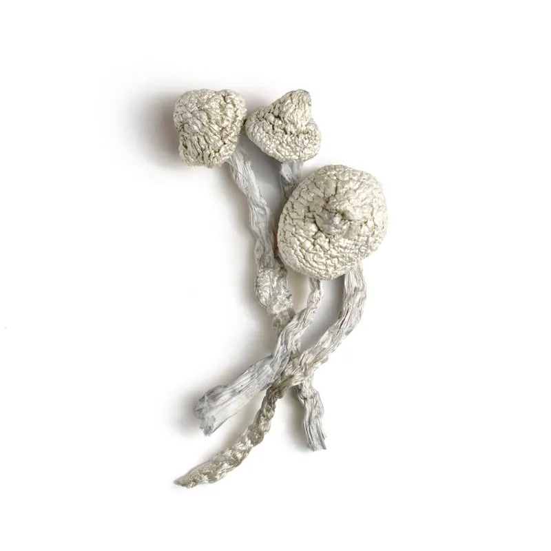 Avery’s Albino Magic Mushrooms - Shrooms World Avery’s Albino Magic Mushrooms - Shrooms World