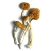 B+ Mushroom, Buy B+ Mushroom - Shrooms World