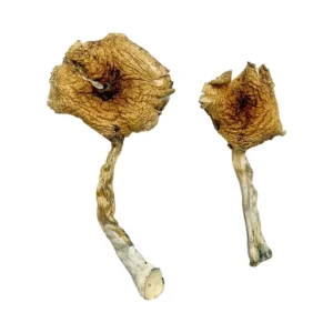 Ban Thurian Magic Mushrooms  - Shrooms World