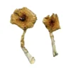 Ban Thurian Magic Mushrooms  - Shrooms World