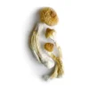 Big Mex Mushrooms - Shrooms World