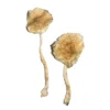 Blue Magnolia Mushrooms, Buy Blue Magnolia Mushrooms