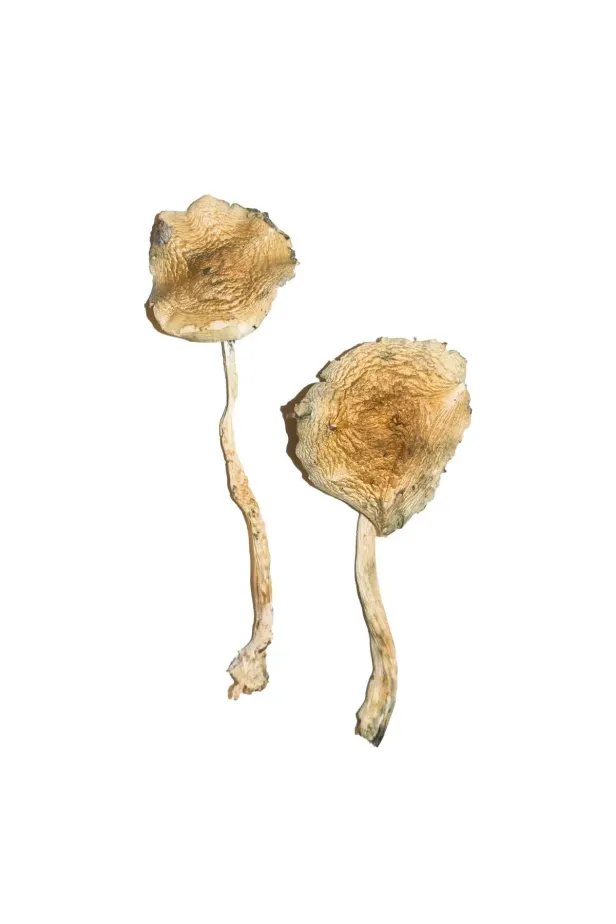 Blue Magnolia Mushrooms, Buy Blue Magnolia Mushrooms Blue Magnolia Mushrooms, Buy Blue Magnolia Mushrooms