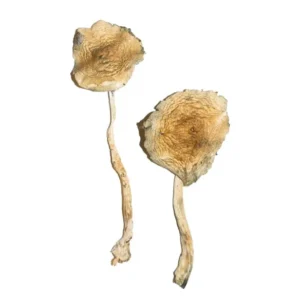 Blue Magnolia Mushrooms, Buy Blue Magnolia Mushrooms