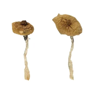 Blue Meanie Magic Mushrooms - Shrooms World