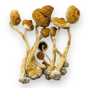 Buy Alacabenzi Mushroom, alacabenzi mushroom strain effects