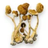Buy Amazonian Mushrooms, Amazonian - Shrooms World
