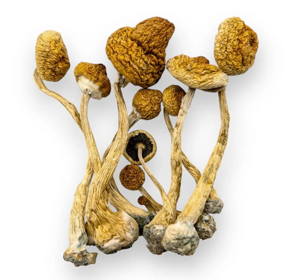 Buy Amazonian Mushrooms, Amazonian - Shrooms World Buy Amazonian Mushrooms, Amazonian - Shrooms World