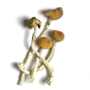 Buy Aztec God Mushroom, Aztec God - Shrooms World