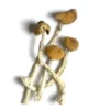 Buy Aztec God Mushroom, Aztec God - Shrooms World