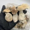 Buy Golden Teacher Canada - Shrooms World