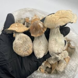 Buy Golden Teacher Canada - Shrooms World