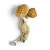 Buy Golden Teacher Mushroom  - Shrooms World