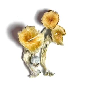 Buy Magic Mushroom Canada, Magic Mushroom Canada, Buy DMT Canada