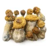 Buy Magic Mushroom In Canada - Shrooms World