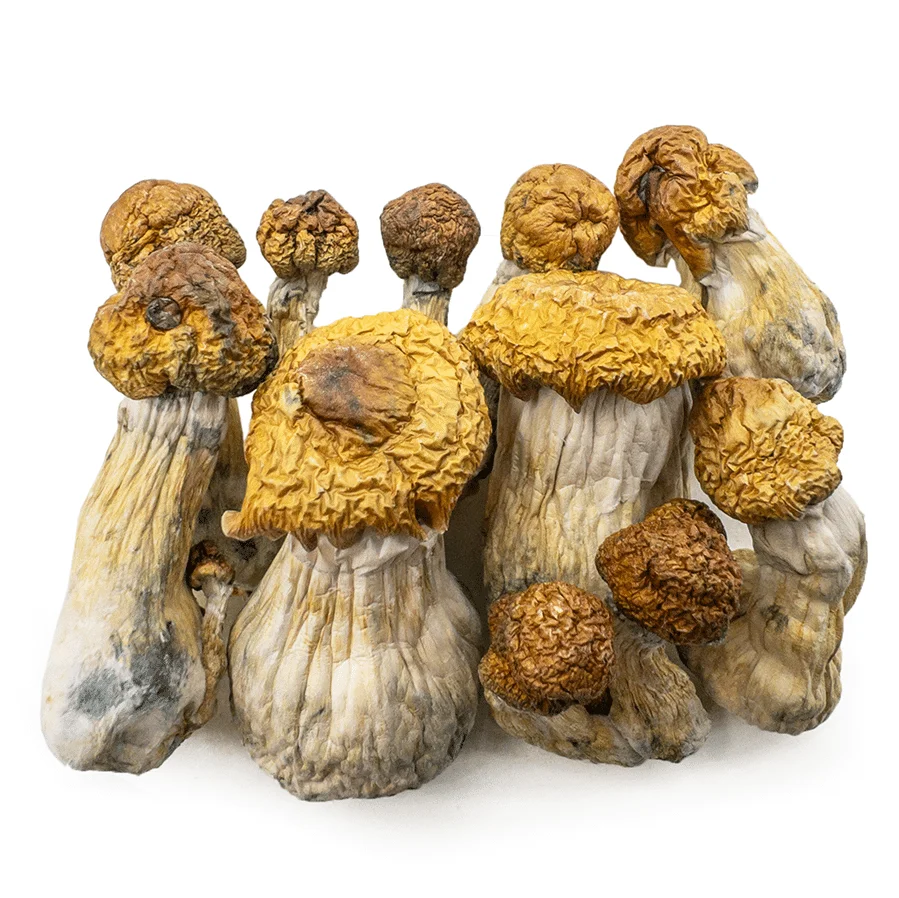 Buy Magic Mushroom In Canada - Shrooms World Buy Magic Mushroom In Canada - Shrooms World