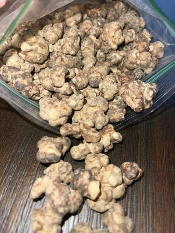 Buy Magic Mushroom online, Magic Mushroom Canada Shrooms World Buy Magic Mushroom online, Magic Mushroom Canada Shrooms World