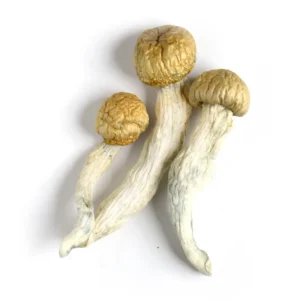 Buy Penis Envy Canada, Buy Magic Mushroom Online Canada