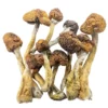 Buy Shrooms Online Canada, Shroomsdelivery Canada, Buy DMT Canada