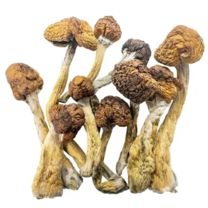 Buy Shrooms Online Canada, Shroomsdelivery Canada, Buy DMT Canada
