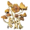 Cambodian Magic Mushroom - Shrooms World