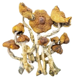Cambodian Magic Mushroom - Shrooms World