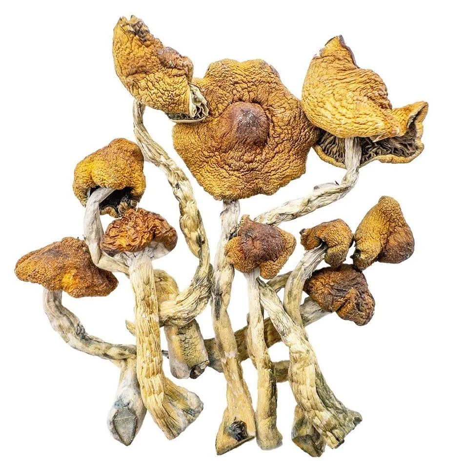 Cambodian Magic Mushroom - Shrooms World Cambodian Magic Mushroom - Shrooms World