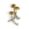 Costa Rican Mushrooms - Shrooms World