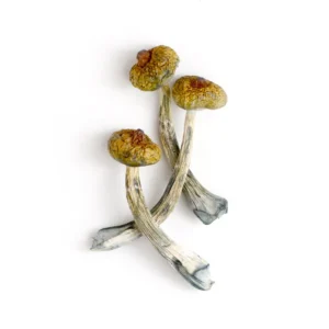 Costa Rican Mushrooms - Shrooms World