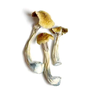 Ecuadorian Mushrooms - Shrooms World