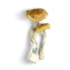 Golden Mammoth Mushrooms - Shrooms World