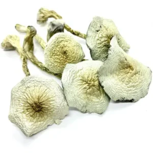 Great White Monster Mushroom - Shrooms World