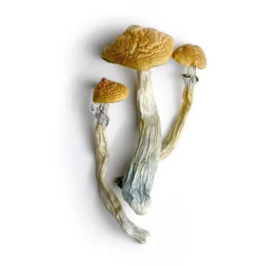Hillbilly Magic Mushrooms  - Shrooms World