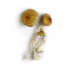 Huaulta Mushrooms - Shrooms World
