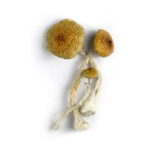 Huaulta Mushrooms - Shrooms World
